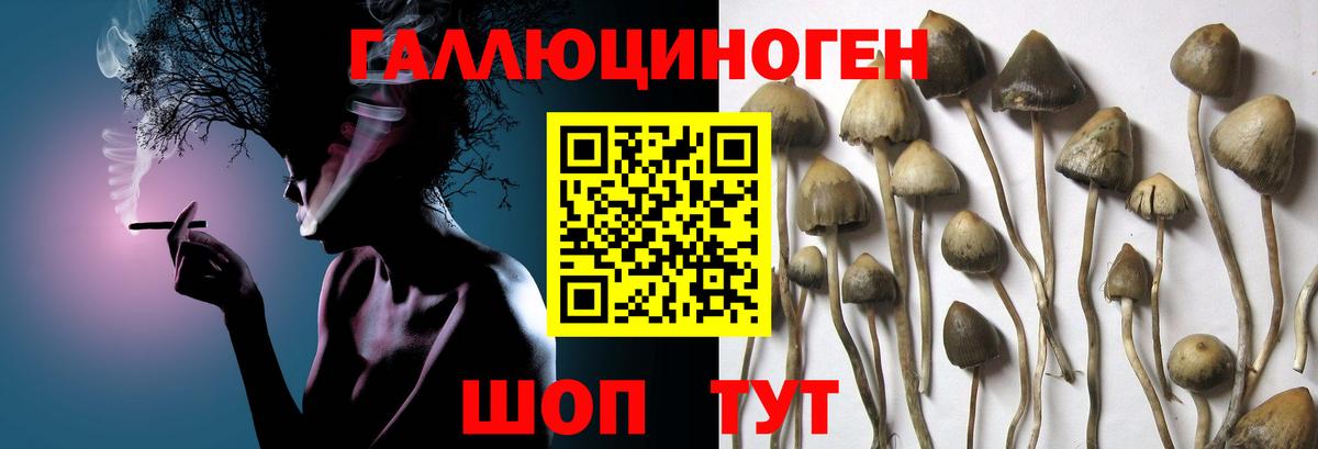 Псилоцибиновые грибы GOLDEN TEACHER  Вход с VPN  Холмск  Псилоцибиновые грибы Cubensis 